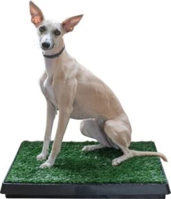 Adori Trainingsmat Gras - Hondentoilet - 50x63 Cm Multi-Color 6 Adori Trainingsmat Gras - Hondentoilet - 50x63 Cm Multi-Color -Honden Huis Winkel 1034x1200 1