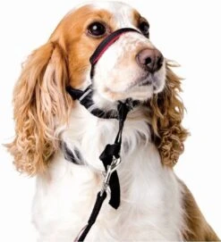 Halti OptiFit Headcollar - Hond - Anti Trekhalsband - Maat M - Voor Labrador, Boxer, Dobermann, Golden Retriever 15 Halti OptiFit Headcollar - Hond - Anti Trekhalsband - Maat M - Voor Labrador, Boxer, Dobermann, Golden Retriever -Honden Huis Winkel 1092x1200
