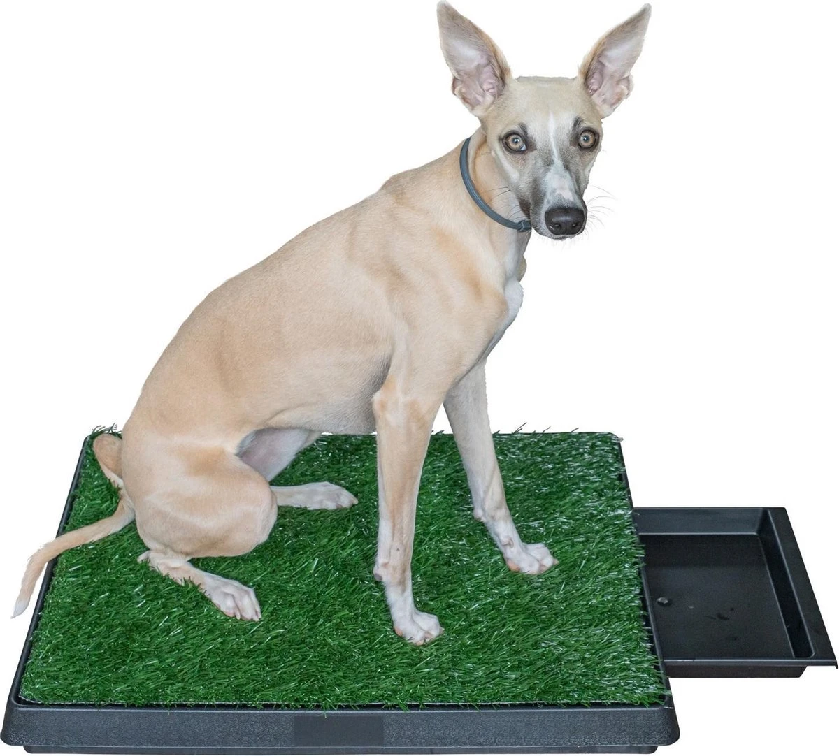 Adori Trainingsmat Gras - Hondentoilet - 50x63 Cm Multi-Color 4 Adori Trainingsmat Gras - Hondentoilet - 50x63 Cm Multi-Color - Afbeelding 4