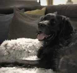 Quzi Hondenkussen Voor Bank - Fluffy Hondendeken - Bankbescherming Hond - 85x85cm - Afneembare Hoes -Honden Huis Winkel 1200x1140 6