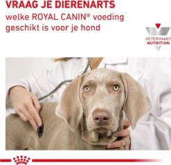 Royal Canin Renal - Dieetvoeding Voor Ondersteuning Van De Nierfunctie Van Volwassen Honden 14 Kg -Honden Huis Winkel 1200x1161 9