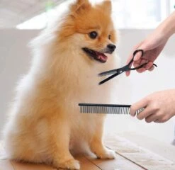 Petsify - Professionele 8-delige Huisdier Knipset - Effileerschaar Hond - Kam Hond - Schaar Hond - Katten Kam - Hondenschaar - Trimschaar Voor Honden - Kapperset - Zwart -Honden Huis Winkel 1200x1166 2