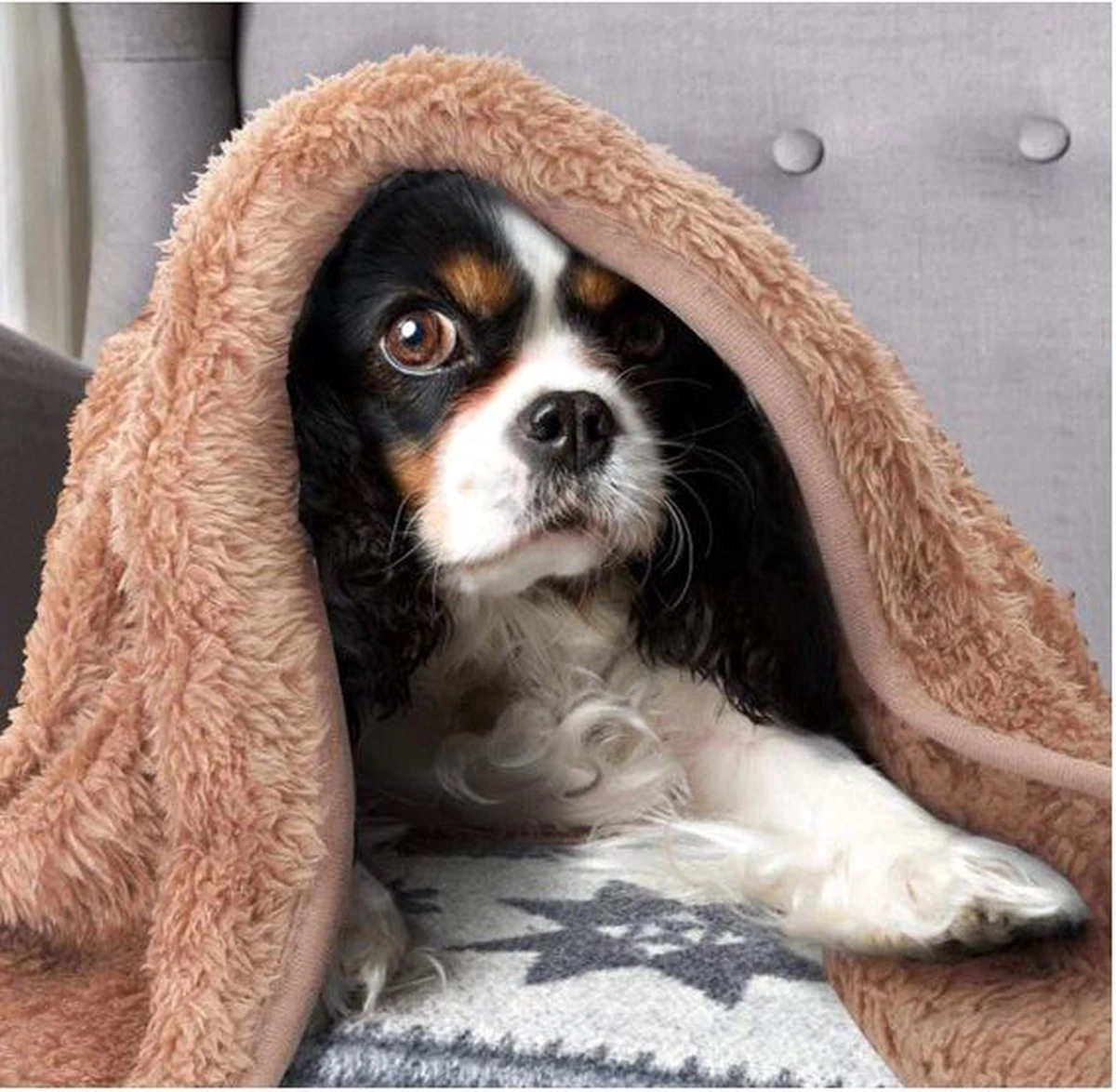 Nobleza Dierendeken - Pluche Deken - Hondendeken - Kattendeken - Deken Hond - Deken Kat - Dierendeken - Bruin - Maat L 2 Nobleza Dierendeken - Pluche Deken - Hondendeken - Kattendeken - Deken Hond - Deken Kat - Dierendeken - Bruin - Maat L - Afbeelding 2