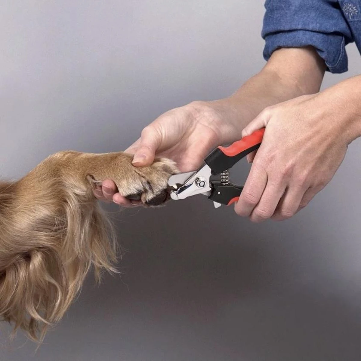 Merkloos Nagelknipper Hond - Huisdier - Dier - Kat - Nageltang - Nagelschaar - Nagels Knippen Hond - Dierennagel Knipper 1 Merkloos Nagelknipper Hond - Huisdier - Dier - Kat - Nageltang - Nagelschaar - Nagels Knippen Hond - Dierennagel Knipper
