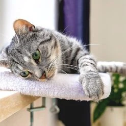 Pfotenolymp® Premium Window Baars/Krabmat Voor Katten Bij Het Raam - Vensterbank/Kattenbank Voor De Vensterbank - Zit/Ligstoel Voor Katten -Honden Huis Winkel 1200x1199 16