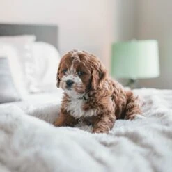 Fluffy Blanket - Pluche Hondendeken - 120 X 100 CM - Grijs - Voor De Auto Of Bank - Fleece 9 Fluffy Blanket - Pluche Hondendeken - 120 X 100 CM - Grijs - Voor De Auto Of Bank - Fleece -Honden Huis Winkel 1200x1200 1070