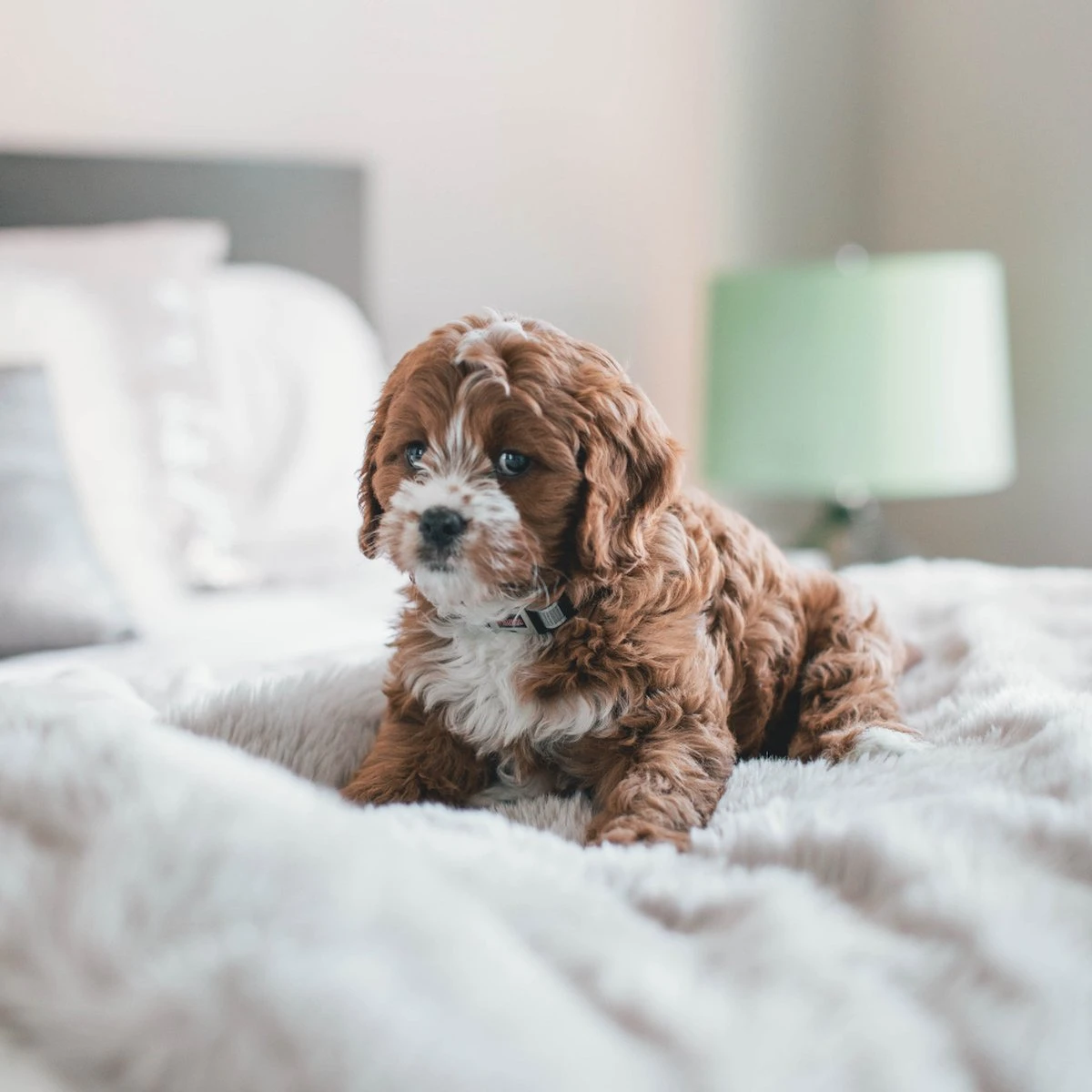 Fluffy Blanket - Pluche Hondendeken - 120 X 100 CM - Grijs - Voor De Auto Of Bank - Fleece 4 Fluffy Blanket - Pluche Hondendeken - 120 X 100 CM - Grijs - Voor De Auto Of Bank - Fleece - Afbeelding 4