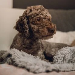 Fluffy Blanket - Pluche Hondendeken - 120 X 100 CM - Grijs - Voor De Auto Of Bank - Fleece 10 Fluffy Blanket - Pluche Hondendeken - 120 X 100 CM - Grijs - Voor De Auto Of Bank - Fleece -Honden Huis Winkel 1200x1200 1071