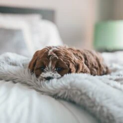 Fluffy Blanket - Pluche Hondendeken - 120 X 100 CM - Grijs - Voor De Auto Of Bank - Fleece 11 Fluffy Blanket - Pluche Hondendeken - 120 X 100 CM - Grijs - Voor De Auto Of Bank - Fleece -Honden Huis Winkel 1200x1200 1072