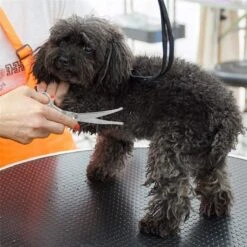 Merkloos Premium Gebogen Trimschaar Honden - Huisdier Trimmen - Hoofd, Poten Ogen & Oren - Kat & Hond Knippen - Veilige Schaar -Honden Huis Winkel 1200x1200 224