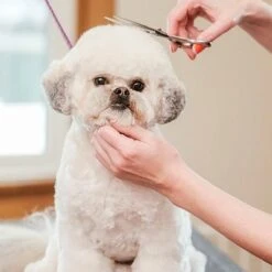 Merkloos Premium Gebogen Trimschaar Honden - Huisdier Trimmen - Hoofd, Poten Ogen & Oren - Kat & Hond Knippen - Veilige Schaar -Honden Huis Winkel 1200x1200 225