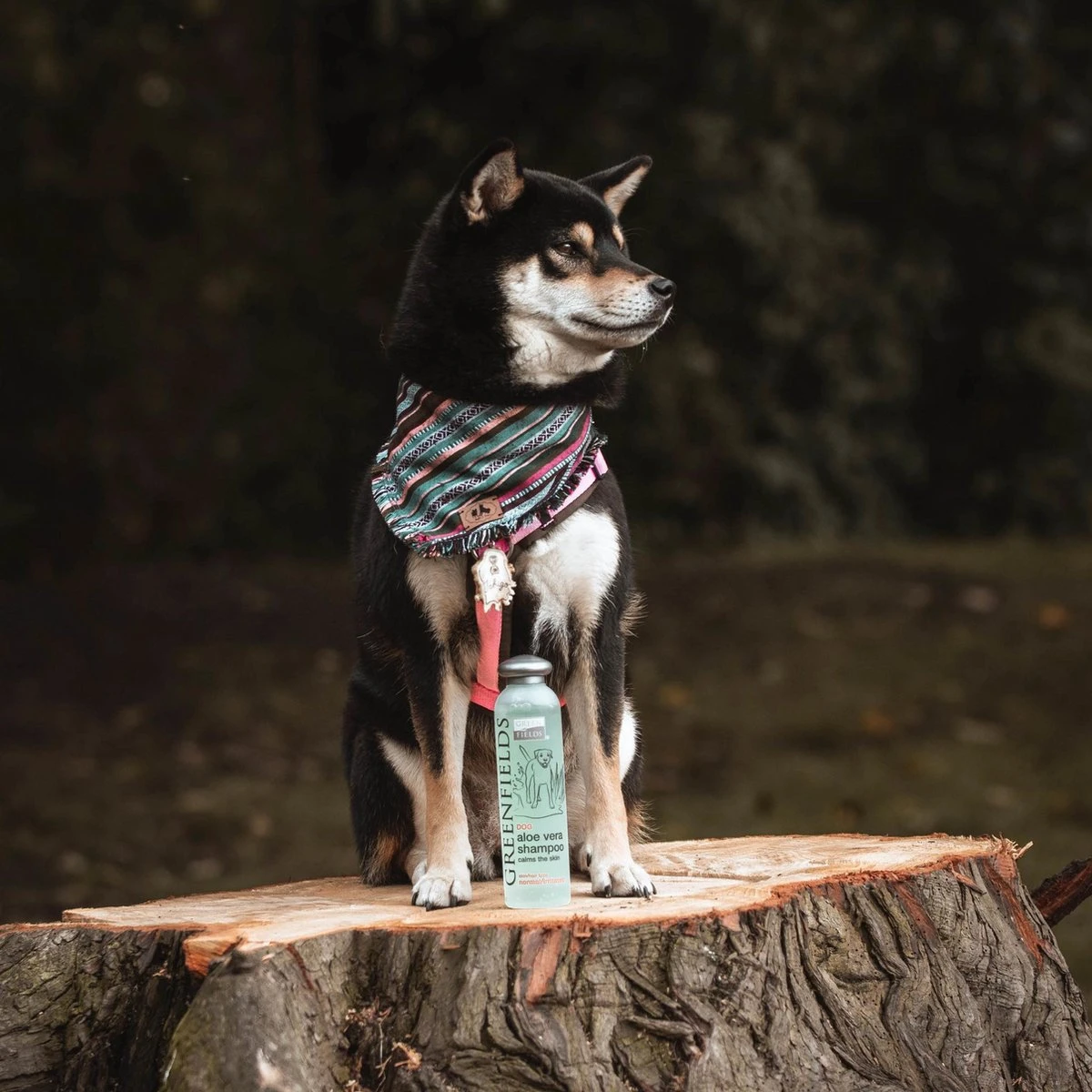 Greenfields - Krachtige Hondenshampoo Met Aloe Vera - Inhoud 270 Ml Of 5 L - 270 Ml 2 Greenfields - Krachtige Hondenshampoo Met Aloe Vera - Inhoud 270 Ml Of 5 L - 270 Ml - Afbeelding 2