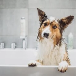 Greenfields Vacht Verzorging Set Voor Honden Shampoo, Conditioner & Droogshampoo -Honden Huis Winkel 1200x1200 408