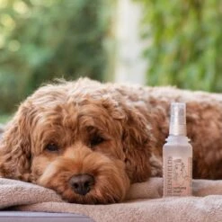 Hondenparfum Spray In 4 Geuren - Greenfields - Alchoholvrije En PH Neutrale Formule Tegen Onaangename Geurtjes - 50ml - Wild -Honden Huis Winkel 1200x1200 62