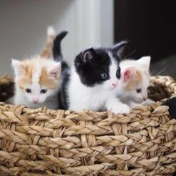 District 70 COCOON - Luxe Hondenmand Van Duurzaam Hoogwaardig Riet Met Zacht Kussen - Maten S/M/L - Large -Honden Huis Winkel 1200x1200 854