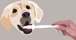 Aedogz Tandsteen Verwijder Spons Hond & Kat - Verwijdert Tandsteen, Aanslag En Vlekken - Verfrist De Adem Voorkomt Tandvleesproblemen. -Honden Huis Winkel 1200x632