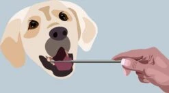 AE Dogz Tandsteenverwijderaar/Tandenkrabber 6 AE Dogz Tandsteenverwijderaar/Tandenkrabber -Honden Huis Winkel 1200x663 1