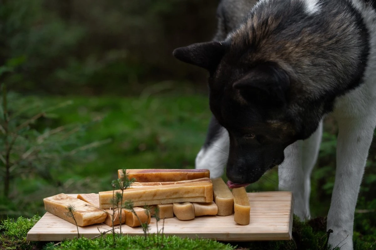 The Original Himalayan Yak Kauwbot Large Puur Fit – 5 Stuks 4 The Original Himalayan Yak Kauwbot Large Puur Fit – 5 Stuks - Afbeelding 4