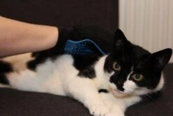 Merkloos Vachtverzorgingshandschoen -Honden Huis Winkel 1200x800 1