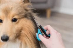 Trixie Gezicht- En Potenschaar Kunststof / Rvs 8 Cm -Honden Huis Winkel 1200x800 10