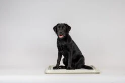Easypets Puppy Training Pads - Zindelijkheidstraining - Hondentoilet - 60 X 60 Cm - 250 Stuks - INCL. PADHOUDER -Honden Huis Winkel 1200x800 25