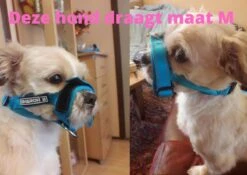 Sharon B Muilkorf Paars Maat M - Fleece - Wasbaar - Reflecterend -Honden Huis Winkel 1200x852 3