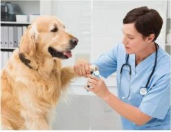 Woodoro Nagelknipper Nagelvijl Nagelschaar Voor Hond En Kat - Incl. Veiligheidsstop -Honden Huis Winkel 1200x928 2