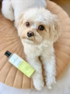 Fresh & Fluffy - Hondenshampoo Kamille / Patchouli - Geschikt Voor Alle Hondenrassen - Natuurlijk & Vegan Voor De Gevoelige Huid - 250ml -Honden Huis Winkel 899x1200 2