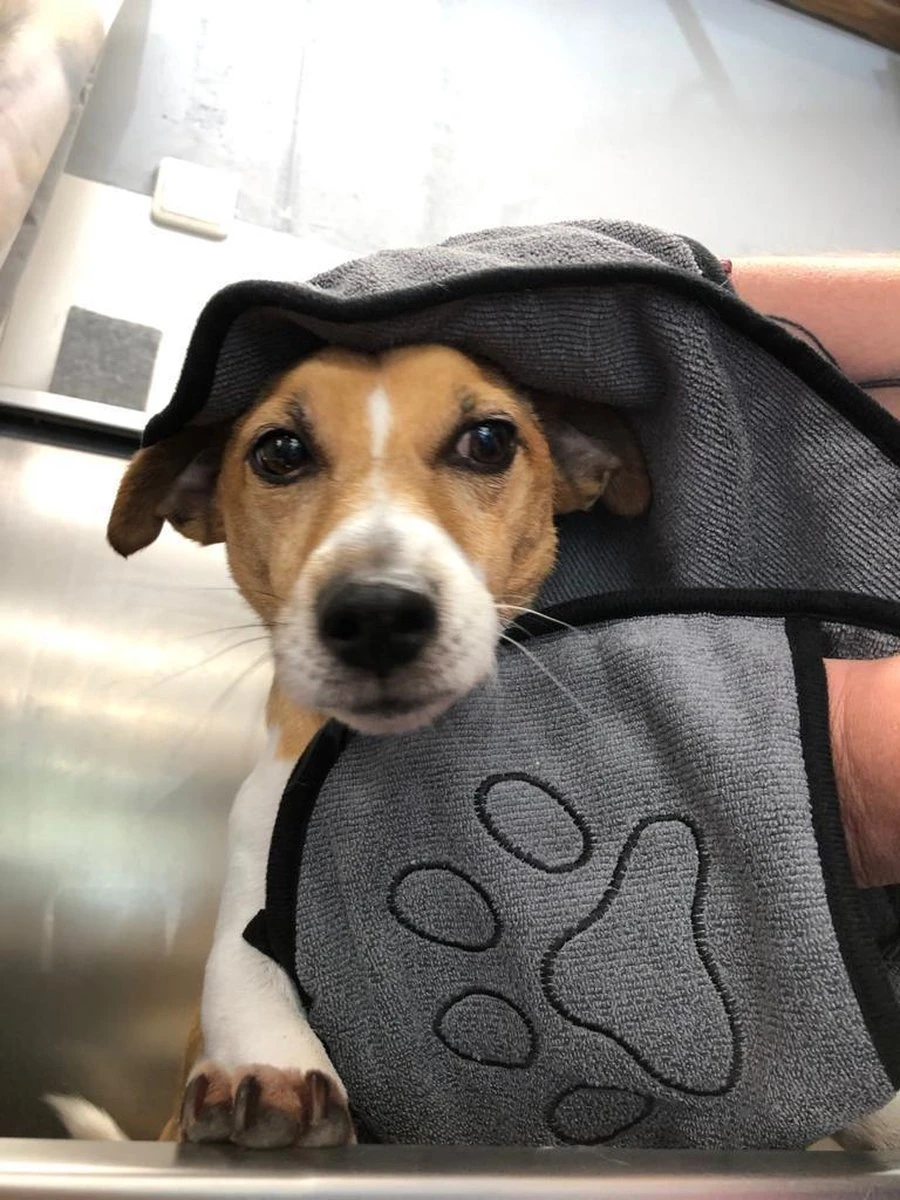 N4dogs – Hondenhanddoek – Honden Handdoek – Microvezel Handdoek – Handdoek Hond – Droogdoek Hond – Dierendeken – Sterk Absorberend – Handdoek Met Zakken - Grijs - 66 X 23 Cm 1 N4dogs – Hondenhanddoek – Honden Handdoek – Microvezel Handdoek – Handdoek Hond – Droogdoek Hond – Dierendeken – Sterk Absorberend – Handdoek Met Zakken - Grijs - 66 X 23 Cm