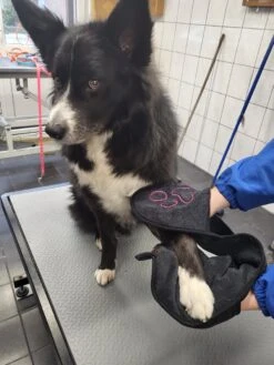 N4dogs – Hondenhanddoek – Honden Handdoek – Microvezel Handdoek – Handdoek Hond – Droogdoek Hond – Dierendeken – Sterk Absorberend – Handdoek Met Zakken - Zwart - 66 X 23 Cm -Honden Huis Winkel 900x1200 5