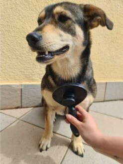 Purlov Zelfreinigende Kattenborstel En Hondenborstel - Haarverwijderaar Voor Huisdieren - Hondenborstel -Hondenhaar Kattenhaar Verwijderaar -Honden Huis Winkel 901x1200 2