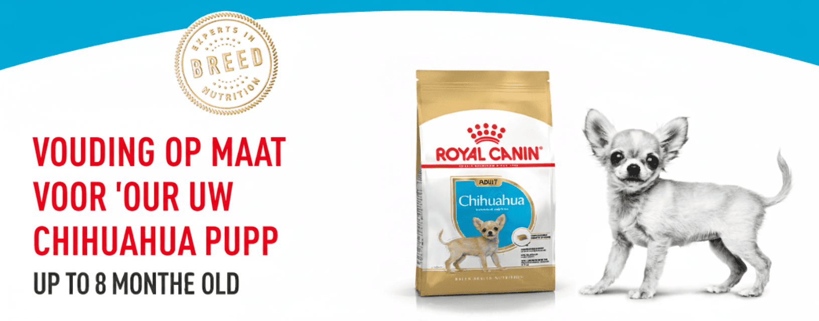 Honden Huis Winkel -Honden Huis Winkel Gemini Generated Image 63evxg63evxg63ev 2